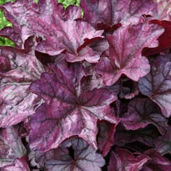 Heuchera Plum royale